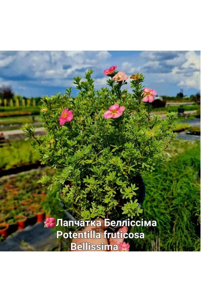 Лапчатка кущова Белліссіма - 3л/вис.20-30см/Ø20-30см